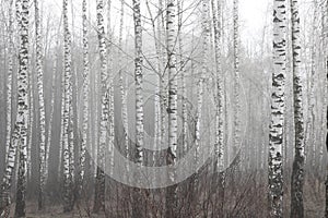 Birch trees with black and white birch bark