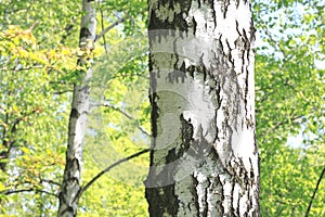 Birch trees with black and white birch bark