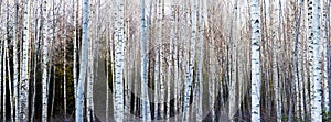 Birch trees