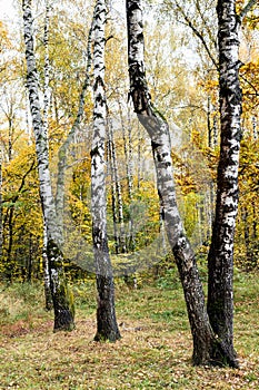 Birch trees in colorful city park in autumn