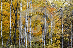 Birch Trees with Colorful Fall Foilage