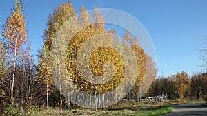 Birch trees countryside over a deep blue sky