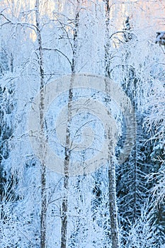 Birch trees covered in frost snow