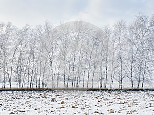 Birch trees covered with snow