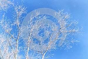 Birch trees covered by snow against blue sky