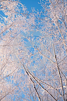 Birch trees covered by snow against blue sky. Winter landscape