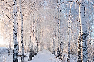 Birch trees covered by snow against blue sky. Winter landscape Branches covered with snow