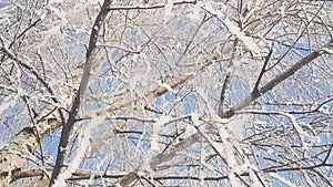 Birch trees covered in snow in winter