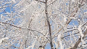 Birch trees covered in snow in winter