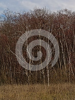 Birch trees, detail of a  forest on Pakri Peninsula, Paldiski, Estonia