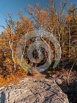 Birch trees in fall colors on the Kloof Corner in Table Mountain National Park, Poland