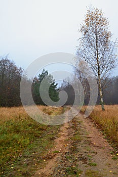 Birch trees in field. Rural dirt road in late autumn, vertical image