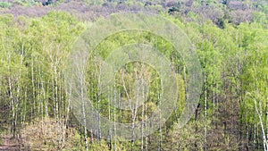 Birch trees with first green leaves in forest