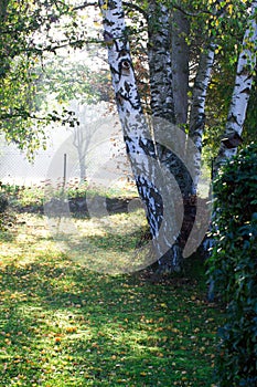 Birch trees on foggy sunny morning for calm natural power