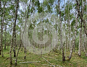 Birch trees in a forest.