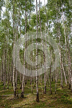 Birch trees in a forest.