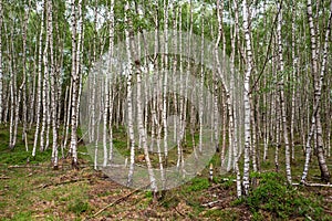 Birch trees in a forest.