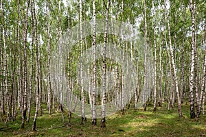 Birch trees in a forest.