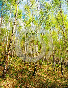 Birch trees forest