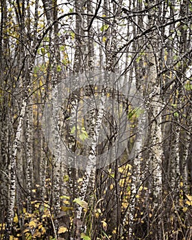 Birch trees in the forest in the autumn