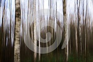Birch trees forest. Intentional camera movement, Slovakia