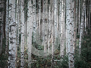 Birch trees in the forest at Lake Siljan in Dalarna, Sweden photo