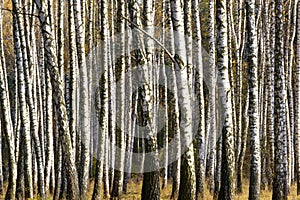 Birch trees forest