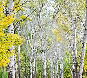 Birch trees in a forest, park, nature concept