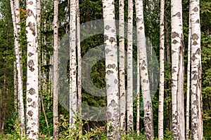 Birch trees forest in summer Birch tree trunks on pine trees background