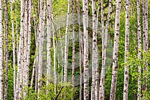 Birch trees forest in summer Birch tree trunks on pine trees background