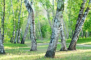 Birch trees, forest trail, summer