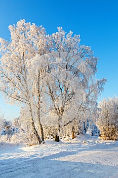 Birch trees with frost in a winter landscape