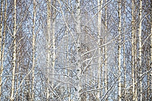 Birch Trees Full Frame