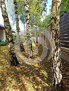 Birch trees in the garden in autumn season