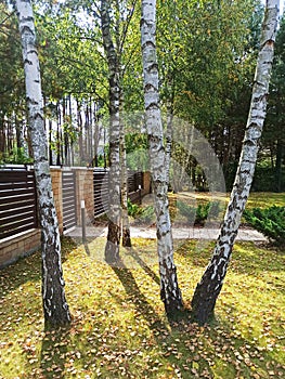 Birch trees in the garden in autumn season