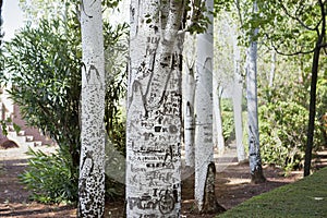 Birch Trees with Graffiti