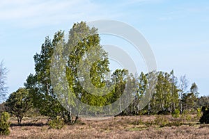 Birch trees in a great grassland