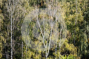 birch trees in green dense forest on sunny day