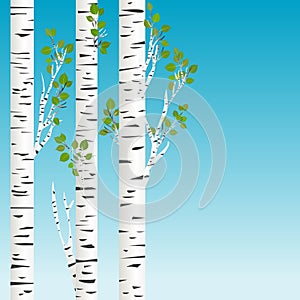 Birch trees with green leaves background