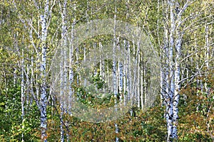 Birch trees with green leaves and white trunks in summer