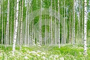 Birch trees and a green meadow in Finland