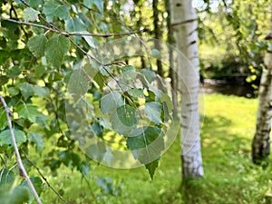 Birch trees and green meadow
