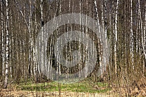 Birches. Spring wood.