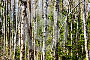 Birches. Spring wood.