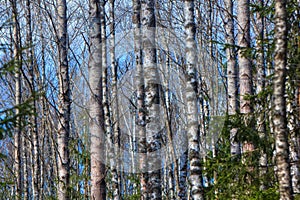 Birches. Spring wood.