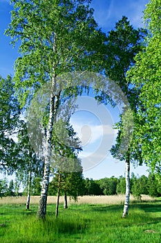 Birch trees at lake side
