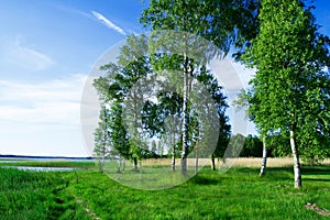 Birch trees at lake side