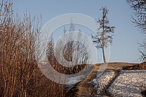 Birch trees without leaves in early spring. Snow on the ground. March