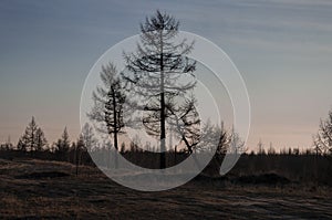 Birch trees without leaves in early spring. Snow on the ground. March