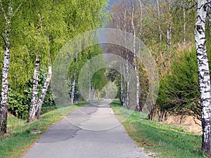 Birch trees lining road